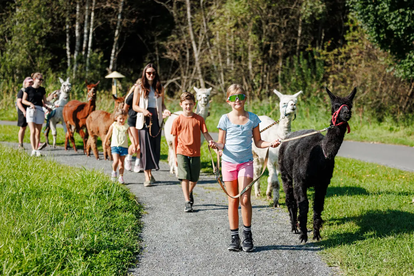 Familie bei einer Alpakawanderung auf einem Waldweg in Zell am See-Kaprun